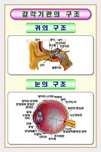 C3 감각기관
