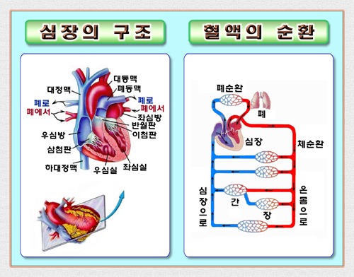 C19 인체-심장혈액